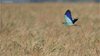 Ghiandaia_marina_volo_Coussouls_de_Crau_19_6_2016_5883sf