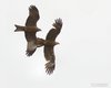 Nibbio_bruno_volo_Trujillo_Spagna_20_5_2017_1836sf