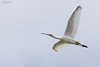 Spatola_volo_Camargue_Francia_21_6_2016_1684sf