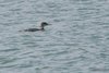 Strolaga_maggiore_Lido_di_Venezia_16_12_2017_1116sf