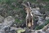 Stambecco_targhetta_M46_Col_dell_Agnello_23_6_2016_9557sf