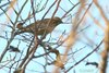 Zigolo_giallo_dub_Valle_Altanea_16_11_2017_2958sf