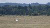 Occhione_paesaggio_aeroporto_Coussouls_de_Crau_Francia_21_6_2016_9606sf