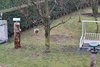 Verdone_Cinciallegra_Passera_d_Italia_Tortora_dal_collare_Favaro_8_12_2017_4952sf_nomi