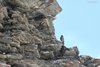 Sordone_habitat_Col_dell_Agnello_Francia_23_6_2016_9126sf