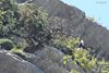 Passero_solitario_volo_Verdon_Francia_22_6_2016_6709sf