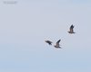 Grandule_volo_Caussols_De_Crau_20_6_2016_6489sf