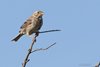 Strillozzo_Camargue_Francia_21_6_2016_4157sf