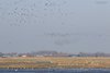 Pavoncella_Storno_Paesaggio_Uccelli_volo_Olanda_13_2_2015_1376sf