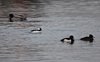 Quattrocchi_minore_Olanda_13_2_2015_0180sf