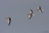 Oca_selvatica_anello_volo_Isola_Cona_19_9_2009_8787sf