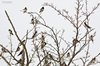 Rondine_San_Giuliano_parco_19_8_2017_6063sf