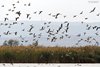 Oca_selvatica_Germano_reale_Codone_Neusiedler_See_20_10_2011_0819_sf