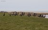 Oca_colombaccio_Texel_Olanda_10_2_2015_2544sf