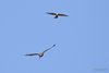 Poiana_Gheppio_volo_Colli_Euganei_8_3_2015_0902sf