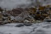 Piovanello_violetto_Olanda_10_2_2015_9543sf