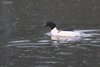 Smergo_maggiore_Olanda_9_2_2015_7414sf