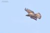 Aquila_di_Bonelli_volo_Agrigento_22_4_2018_2972sf