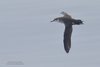 Berta_minore_volo_Goro_Mare_21_10_2018_5308sf