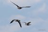 Oca_selvatica_Oca_indiana_volo_Fagagna_1_9_2018_7092af