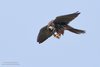 Lodolaio_volo_Libellula_Valle_Vecchia_1_9_2018_7504sf