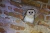 Barbagianni_Brussa_23_10_2018_9179sf