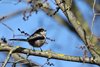 Codibugnolo_San_Giuliano_parco_12_2_2019_1255sf