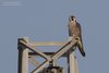 Falco_pellegrino_Delta_del_Po_9_2_2019_0406sf