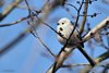 Codibugnolo_testabianca_San_Giuliano_parco_12_2_2019_1790sf