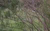 Averla_capirossa_San_Giuliano_parco_14_5_2009_3856sf