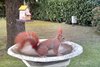 Scoiattolo_europeo_Favaro_11_1_2019_0008sf