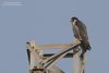 Falco_pellegrino_Delta_del_Po_9_2_2019_0316sf