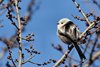 Codibugnolo_testabianca_San_Giuliano_parco_12_2_2019_1780sf