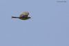 Zigolo_giallo_volo_Monte_Cesen_29_6_2019_+++1694sf