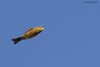 Zigolo_giallo_volo_Maserada_18_11_2017_+++^3461sf