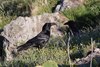 Corvo_imperiale_Capraia_26_4_2019_+++^4151sf