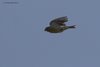 Verzellino_volo_Capraia_25_4_2019_+++9029sf