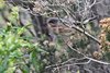 Sterpazzolina_di_Moltoni_Capraia_25_4_2019_+++0473sf