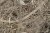 Zigolo_minore_Lavis_23_2_2019_+++6671sf