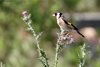 Cardellino_Capraia_26_4_2019_+++2118sf