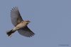 Migliarino_di_palude_volo_San_Giuliano_parco_17_3_2017_+++^9406sf
