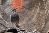 Codirosso_spazzacamino_Agordo_3_8_2019_++++2750sf