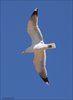 Gabbiano_reale_volo_Capraia_27_4_2019_++++4954sf