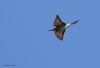 Gruccione_volo_Capraia_27_4_2019_+++4904sf