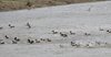 Mestolone_Fischione_Marzaiola_Alzavola_Isola_della_Cona_13_4_2019_8823sf