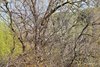 Civetta_mimetismo_habitat_Tessera_28_3_2019_0390sf