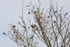 Topino_Rondine_Balestruccio_San_Giuliano_parco_6_4_2019_4534sf