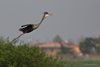 Airone_rosso_nido_Fossa_San_Dona_di_Piave_10_4_2019_7253sf