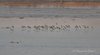 Totano_moro_Palude_Cona_4_4_2008_9747af