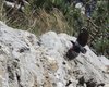 Picchio_muraiolo_volo_Sistiana_28_3_2015_8508sfs